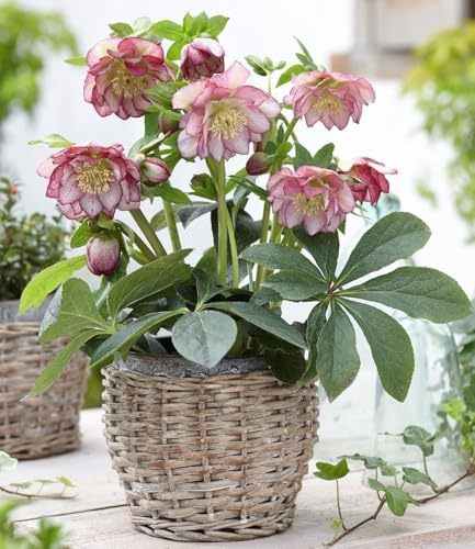 BALDUR Garten 1x Christrose 'Double Ellen Picotée', Pflanze im 9x9 cm-Topf, Helleborus niger, winterharte Staude, mehrjährig, bienenfreundlich, pflegeleicht, für Standort im Schatten geeignet