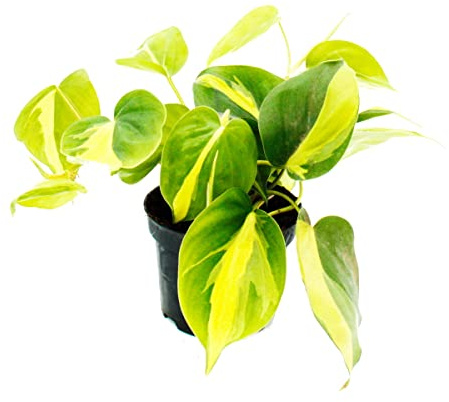 Philodendron scandens Brasil - Kletternder Baumfreund - zweifarbig - 12cm Topf
