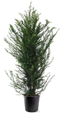 Eibe Taxus baccata Hecke 100-140 cm – Immergrüne Heckenpflanze | Pflegeleicht, Schnittverträglich & Blickdicht – Ideal als Sichtschutz