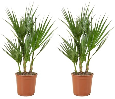 Bloomique - 2er-Set - Washingtonia Robusta - Mexikanische Fächerpalme - Palme - Winterharte Balkonpflanzen - Gartenpflanzen Winterhart - Höhe 50-70 cm - Topf 14 cm