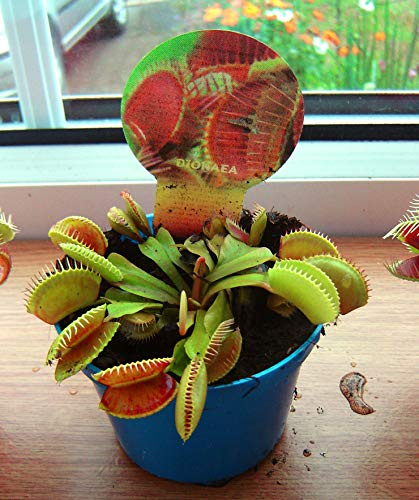 Venusfliegenfalle, fleischfressende Pflanze im 9 cm Topf Dionaea Muscipula Fliegenfalle (nicht Samen)
