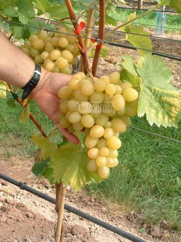 naturling Weintraube - kernarme helle Tafeltraube Arkadia mit sehr großen Trauben & süß feinfruchtigem Aroma - einjährig veredelt