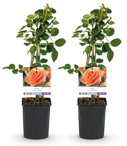 GreenboutiQ - Kletterrose - Rosa Orange Climber - Blüte Orange - Wenig Pflege - 2 Pflanzen - Topf 11cm Höhe 40cm