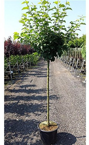 Apfelbaum 'Cox Orange Renette' 200 cm Topf Malus domestica winterhart | Malus domestica, saftige gelb-orange-rote Früchte, aromatisch, sonnig bis halbschattig, winterhart, Streuobstwiese