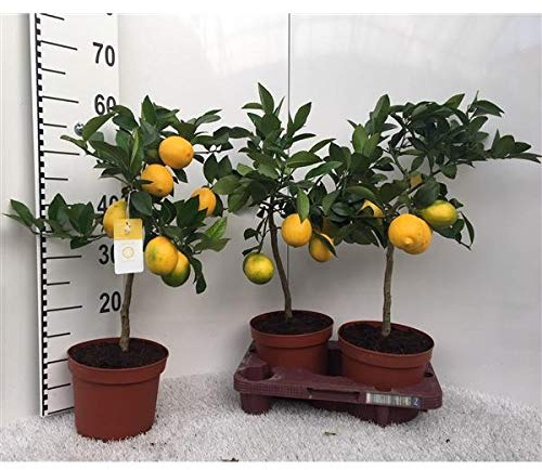Zitronenbaum Meyer -Lisa- 30 cm ohne Früchte Citrus Meyer Lemon
