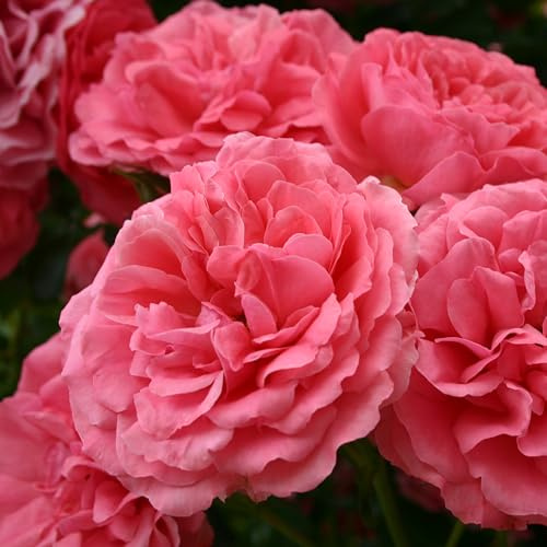 Kletterrose Jasmina in Violett-Rosa - ADR Kletter-Rose Nostalgie duftend - Pflanze für Rankhilfe wurzelnackt, Wurzelware von Garten Schlüter - Pflanzen in Top Qualität
