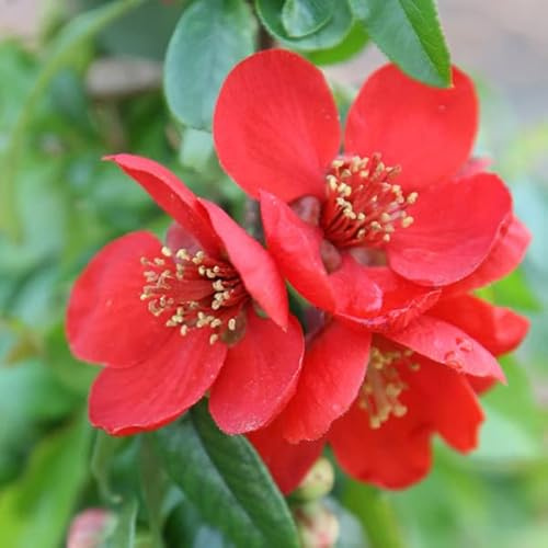 3 x Chaenomeles Superba 'Crimson And Gold'- Japanischer Quittenbaum 'Crimson And Gold' 30-40 cm im Container - Der Glanz des Kalifornischen Flieders in Ihrem Garten
