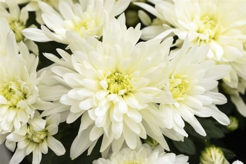 Chrysanthemum x hortorum 'Larry' 9x9 cm Topf – Winterhart, Mehrjährig, Pflegeleicht – Garten-Chrysantheme – Beet- & Kübelpflanze für Garten & Balkon