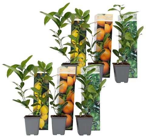 Plant in a Box - Citrus pflanzen Mix - 6er Set - Topf 9cm - Höhe 25-40cm - Zitronenbaum/Orangenbaum/Limettenbaum