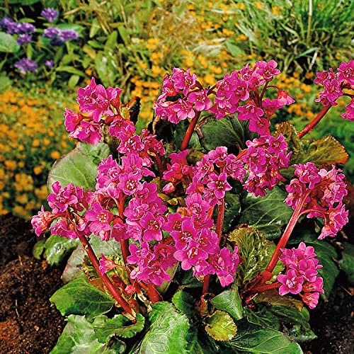 Bergenie 'Purpurea' Wickelwurz (Bergenia cordifolia) - 3 Pflanzen