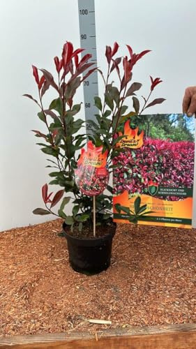 5st. Photinia fraseri 'Devil’s Dream' 40-60cm ohne Topf gemessen– Glanzmispel mit rotem Austrieb | immergrün & winterhart | kompakter Zierstrauch | pflegeleicht | sofort pflanzbar | Heckenpflanzen