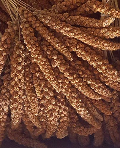 Eurital Rote Französische Kolbenhirse 500 g für Sittiche und Ziervögel | Rote französische Kolbenhirse, 500 g