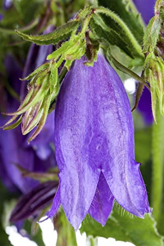 Glockenblume 'Sarastro' im Topf Campanula punctata winterhart Steingarten | Aufrecht buschig, 40-60 cm, violette Hängeglocken Juni-August, sonnig bis halbschattig, winterhart bis -20 °C