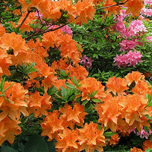 Gardeners Dream Orange Azalee - Japanische Rhododendron Pflanze - Immergrüne Azalee Winterhart - Mehrjährig Blühende Winterharte Pflanzen für Garten im 9cm Topf - Winterharte Kübelpflanzen