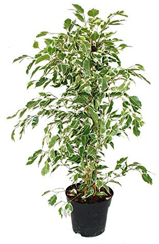 Ficus benjamini Twilight im 17cm Topf