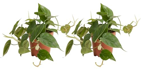 Bloomique - 2er-Set - Philodendron Scandens - Baumfreund - Auch als Kletterpflanze geeignet - Zimmerpflanzen - Luftreinigend - Pflegeleicht - Höhe 15-20 cm - Topf 12 cm