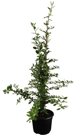 Feuerdorn 'Red Column' 60-80 cm Pyracantha coccinea immergrün winterhart | aufrecht wachsend, 2-3 m hoch, weiße Blüten im Juni, rote Beeren im Herbst und Winter, sonnig bis halbschattig
