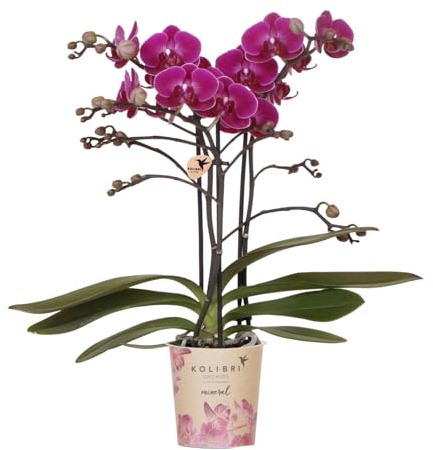 Kolibri Orchids | Lila Phalaenopsis Orchidee - Morelia - Topfgröße Ø9cm | blühende Zimmerpflanze - frisch vom Züchter