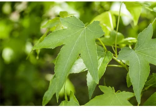 Säulen Amberbaum Slender Silhouette 80-100cm - Liquidambar styraciflua | Liquidambar styraciflua, schmale Säulenform, Herbstfärbung gelb-orange-rot, sonnig bis halbschattig, winterhart