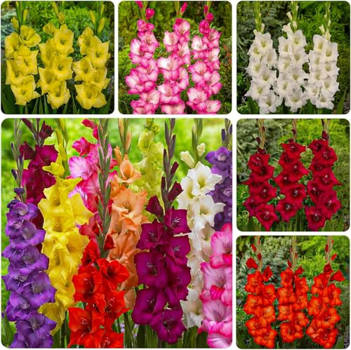 Gladiolen Zwiebeln - 50 Blumenzwiebeln - Kollektion Mix von 7 Farben und Sorten - Für Garten und Töpfe - Echte Blumen und Pflanzen aus Holland (kein Samen, nicht künstlich, winterhart)