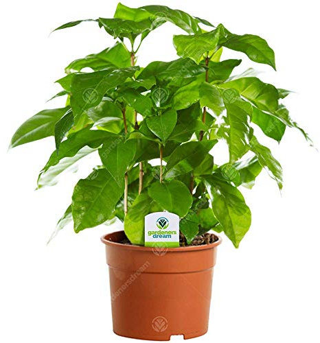 Kaffeepflanze (Coffea Arabica) – Exotische Zimmerpflanze mit glänzenden grünen Blättern – Perfekt für Zuhause, Büro oder Garten – Pflegeleicht – Höhe: 20-30 cm – Inklusive Topf