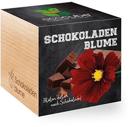 Feel Green 296251 Ecocube Schokoladenblume, Blüten Duften Nach Schokolade, Nachhaltige Geschenkidee (100% Eco Friendly), Grow Your Own/Anzuchtset, Pflanzen Im Holzwürfel, Made in Austria