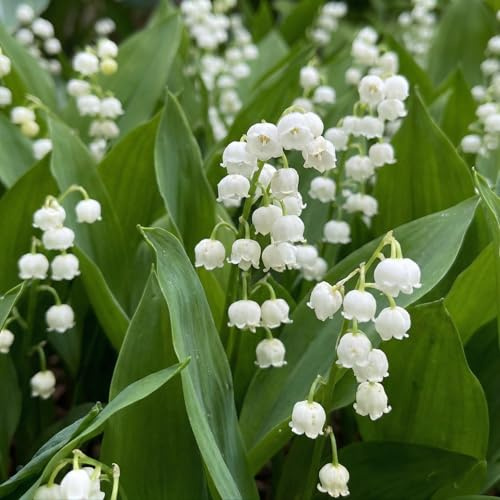 Maiglöckchen Zwiebeln - Weiße Convallaria Majalis - 10 Wurzeln - Stauden Winterhart Mehrjährig - Echte Pflanzen aus Holland für Garten (kein Samen, zwiebeln und nicht künstlich)