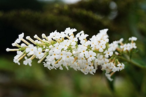 Sommerflieder Schmetterlingsflieder weiße Blüte Buddleja davidii White Profusion Containerware 40-60 cm hoch