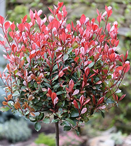 Hochstamm Glanzmispel Red Robin 100-125cm - Photinia fraseri - lebende Gartenpflanze aus den Baumschulen