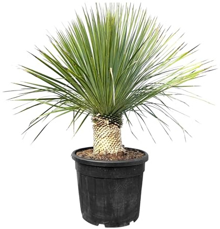 Sunny Tree - Yucca Rostrata - Palme - Stammhöhe 20/30 cm - 120 cm - Winterhart- Palmlilie