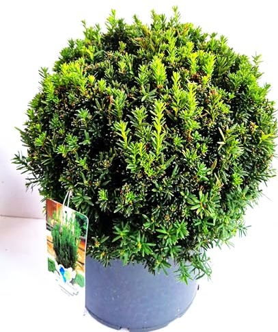 nicht fruchtende Eibe Taxus media Hillii 35-40 cm Kugel 12 L Topf | Immergrün, winterhart & pflegeleicht – schnittverträglich, kompakter Wuchs, ideal für Kugel & Formschnitt