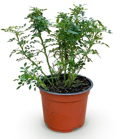 Green boutiQ - Gartenrose - Rosa Cutie Pie - Rose - Winterhart - Rosa - 1 Pflanze - Topf 12cm - Höhe 20-25cm