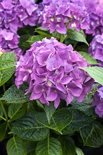 Hydrangea macrophylla 'Hobergine' 30–40 cm – Winterhart, Mehrjährig, Pflegeleicht – Bauernhortensie – Blütenstrauch für Garten & Kübel