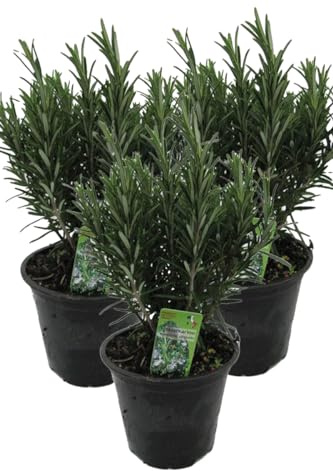 3er Set XXL italienischer Rosmarin im Topf - Rosmarinus officinalis