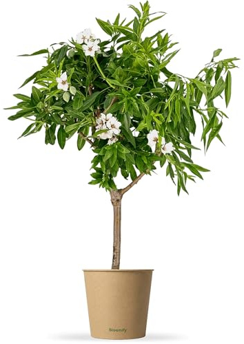 Bloomify® Balkon-Mandelbaum Manolo | 70 bis 90 cm großes winterhartes Mandelbäumchen | pflegeleichte Mandel für Garten oder Topf | schöne Blüten, süße Mandelkerne, selbstbestäubend