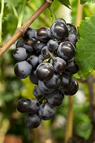 Weinrebe 'Blau Kernlos' 80-100 cm Topf Vitis vinifera Kletterpflanze | Vitis vinifera, sommergrün, rankend, sonnig bis halbschattig, essbare Beeren, Blüte Juni-Juli, winterhart bis -15 °C