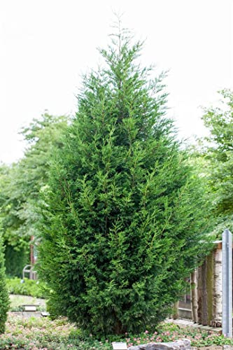 Leyland-Zypresse 125-150 cm Topf Cupressocyparis leylandii winterhart | Säulenförmig, dicht, 200-300 cm Endhöhe, sonnig bis halbschattig, Sichtschutzhecke, winterhart bis -15 °C