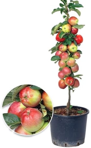 BALDUR Garten 1x Säulen-Apfel 'Braeburn', Pflanze wurzelballiert, Apfelbaum, Malus domestica, winterhart, platzsparende Säule für kleine Gärten, Balkone & Terrassen, Wasserbedarf gering