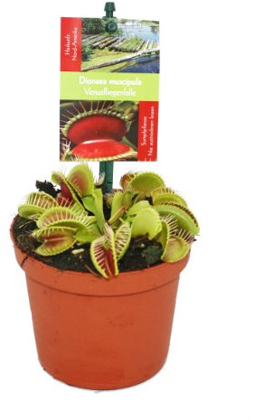Venusfliegenfalle - Dionaea muscipula - 9cm Topf