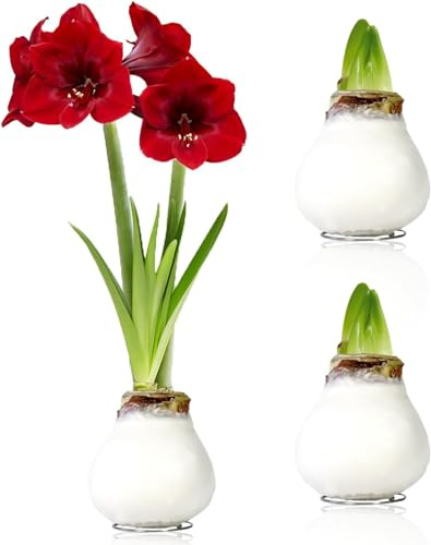 Amaryllis in Wachs Weiß - 2 Wachsamaryllis Blumenzwiebeln - Wax Amaryllis Zwiebel in Großformat 26/28 - Exklusive Echte Pflanzen aus Holland - Hippeastrum (keine Samen, nicht künstlich)