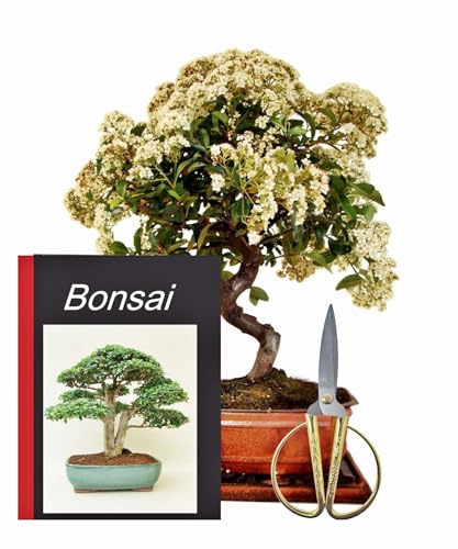 Genki-Bonsai Freiland Starterset Feuerdorn ca. 35–45 cm – 4-teiliges Bonsai-Set mit Schere, Untersetzer & Pflegeanleitung – für Balkon, Terrasse oder Garten – geeignet für Bonsai-Einsteiger
