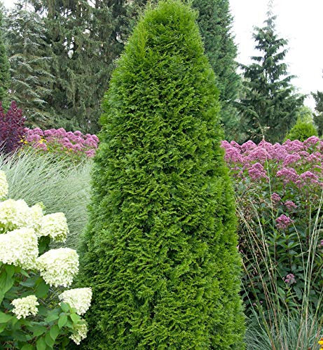 Smaragd Lebensbaum 125-150cm - Thuja occidentalis - lebende Gartenpflanze aus den Baumschulen