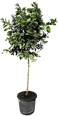 Sunny Tree - Zitronenbaum große 160 Zentimeter - Citrus Limon - 8 Jahre alt - Obstbaum - Sonnige Standorte - Fruchtbildend - A+ Ware