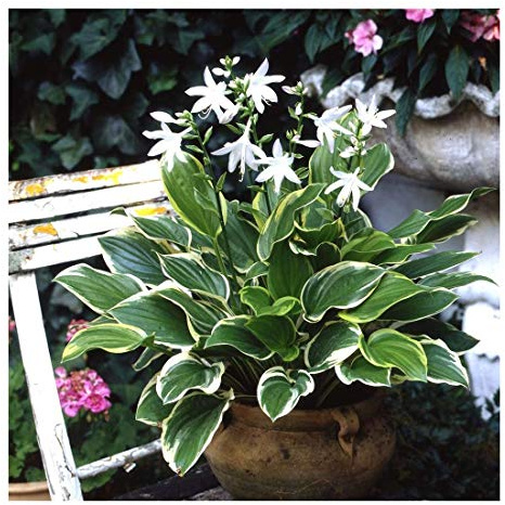 Stauden Gänge 1 x Hosta plantaginea 'So Sweet' im 1 Liter Topf (Staude/Winterhart/Bodendecker/Mehrjährig) Duft Funkie, Herzblatt-Lilie - Verführerisch duftend, bezaubernd schön