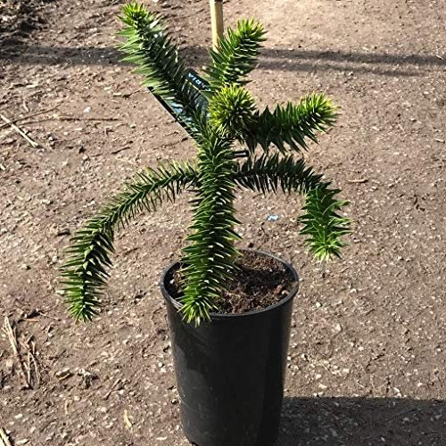 Müllers Grüner Garten Shop Chilenische Schmucktanne Andentanne Affenbaum Araucaria araucana 20-30 cm im Topf