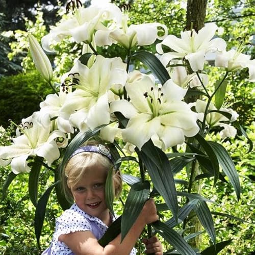 Set 10x Lilienzwiebeln Baumlilie Riesenlilie White weiß Lilium Zwiebeln Pretty Woman