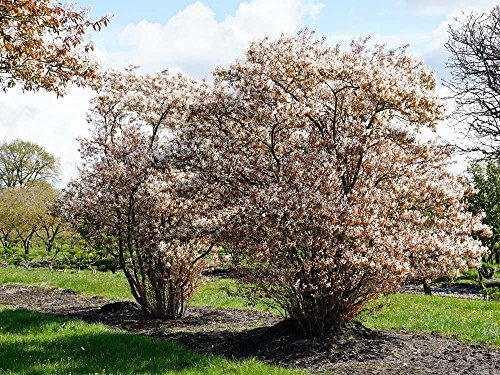 Kupfer-Felsenbirne - Weiße Blüte - Amelanchier lamarckii Containerware 60-100 cm - Garten von Ehren®