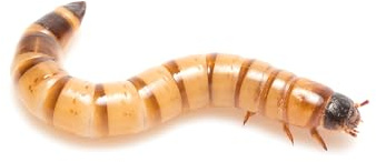 Eurocrickets Mehlwürmer 1kg lebend, frisch erwachsen, Futterinsekten lebend, Futtertiere für Reptilien, Vogelfutter, Fischfutter, Igelfutter, Reptilienfutter (1KG)