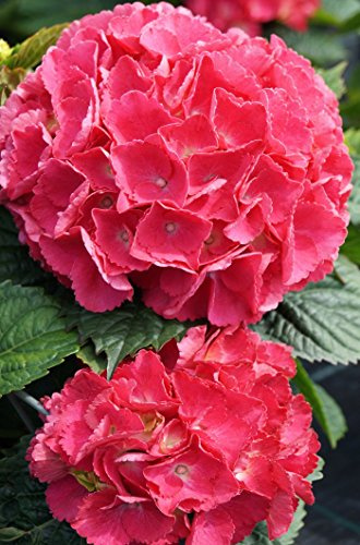 Hortensie Bauernhortensie Red Baron Hydrangea macrophylla Red Baron Containerware 30-40 cm