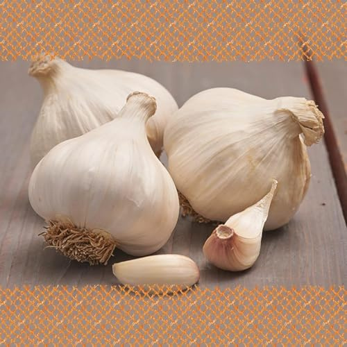 FLORTUS – Winterpflanzknoblauch Messidrome 3 Knollen zertifiziertes Pflanzgut, keine Samen – Knollengröße 40-50 mm – winterhart, würziger Knoblauch aus Südfrankreich